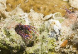 Hermit Crab colony by Grant Farquhar 